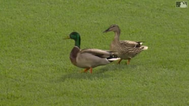 Ducks invade as Twins escape jam