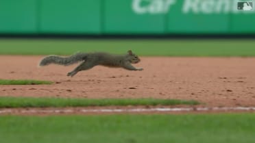 Squirrel appearance in St. Louis