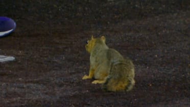 Squirrel steals the show at Coors Field 