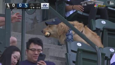 Dog eats hot dog at Mariners game
