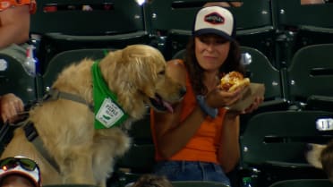 Fan defends hot dog from actual dog