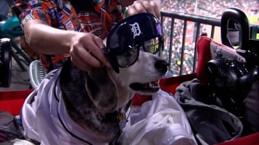 Check out the best moments from Bark in the Park 
