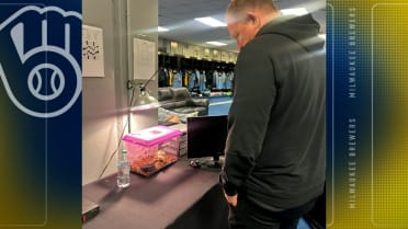 Meet the Brewers' new tortoise, Bobby Jr.