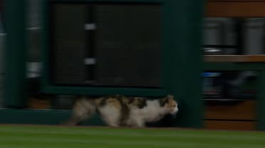 Cat runs on the field in the 7th inning