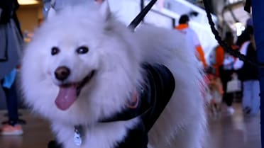Bark at the Park at Camden Yards