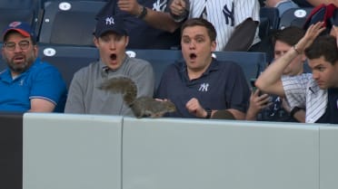 Squirrel takes over outfield 