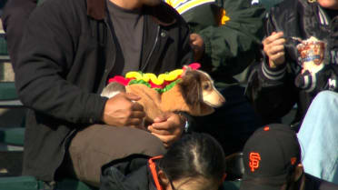 Giants host Dog Days at Oracle Park