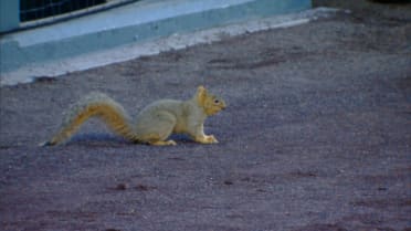 Braves visited by a local squirrel in Colorado