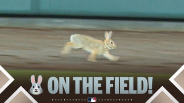 It's Rabbit Season in Colorado!