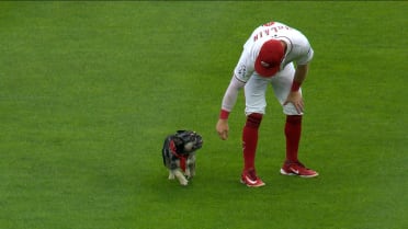 Reds host Bark in the Park 