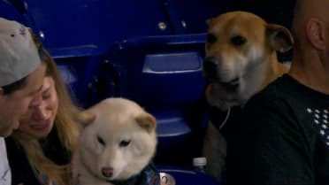 One dog gets fed, another longs for food 