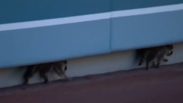 Baby Raccoons make a home in Dodger Stadium