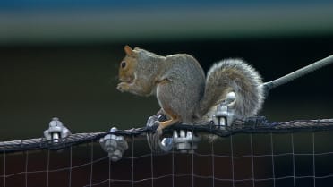 Ardilla se mete en problemas en el Citi Field