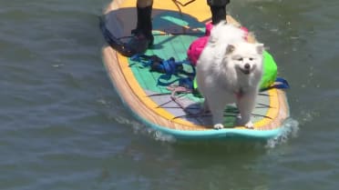 Cute dog enjoys the game from McCovey Cove