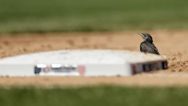 Bird chase at Yankee Stadium