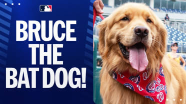 Bruce the Bat Dog makes his Major League debut