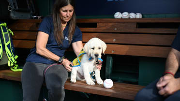 Natty, the Nationals' official team dog makes debut