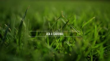 Ask A Cardinal, Part III
