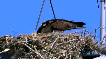 Bird narrowly avoids Tristan Peters' grounder