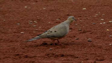 Dove enters the field at Busch Stadium