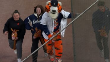 Tigers fans compete in wooden horse race