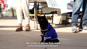 Take Meow't to the Ball Game in Omaha