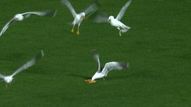 Seagulls argue over pizza in the outfield 