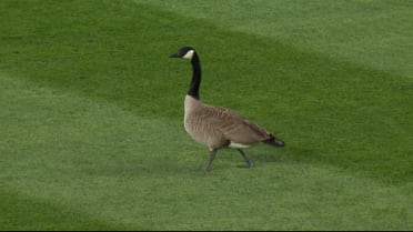 The goose is loose at Wrigley Field!