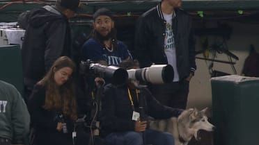 Dog joins Mariners' dugout
