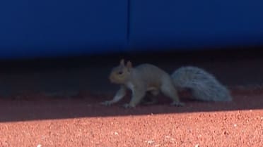 Squirrel on the loose in Citi Field