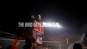 The Bird Bath. | Soak It In.