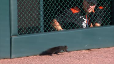 Black squirrel on the loose at Comerica Park