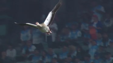 Large bird visits Dodger Stadium