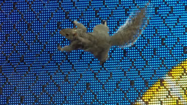 A squirrel takes over Citizens Bank Park