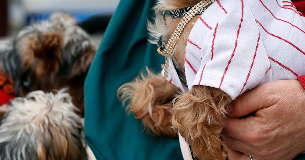 Dogs at baseball games, MLB Stories