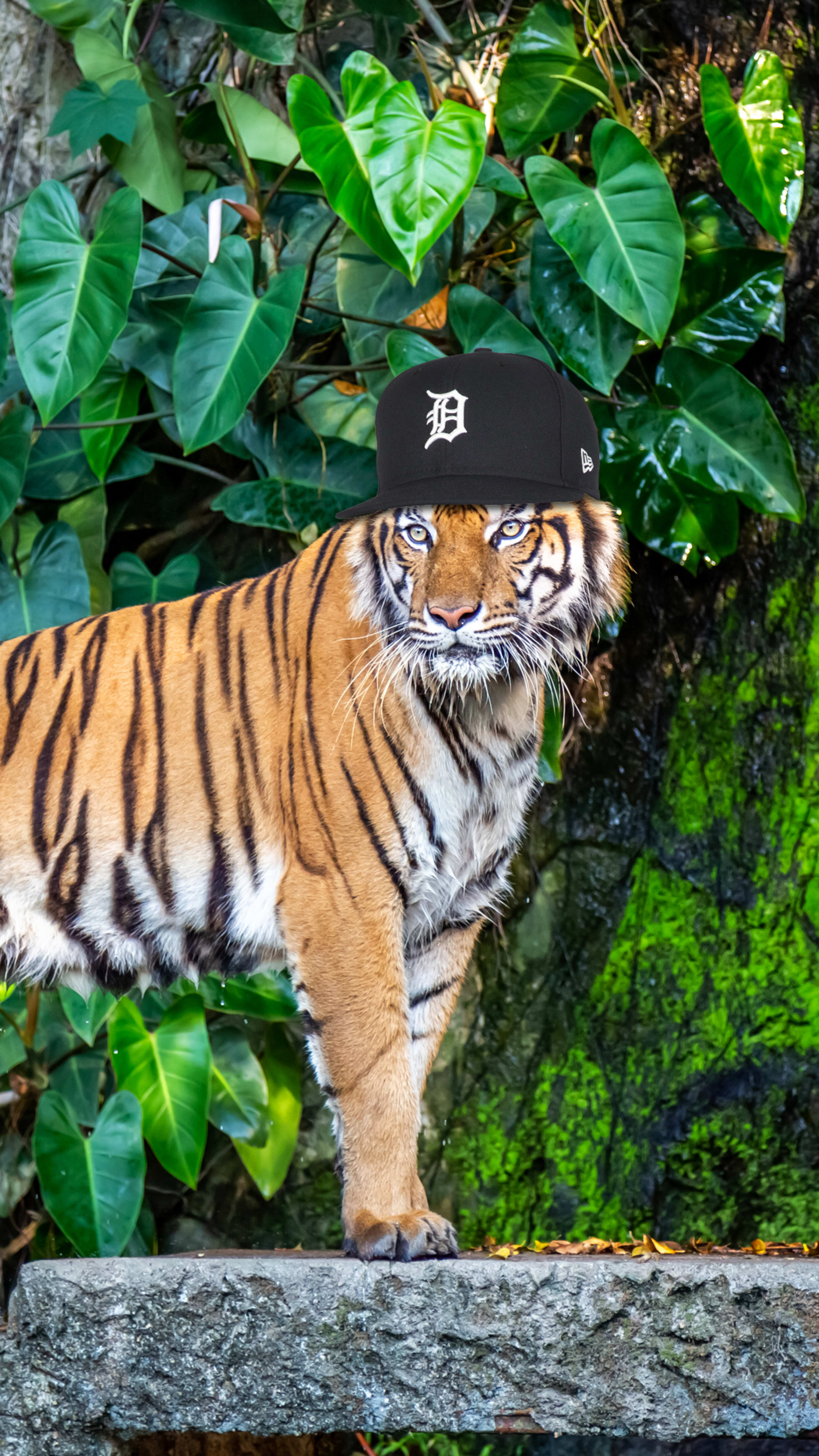 Zoo Cover