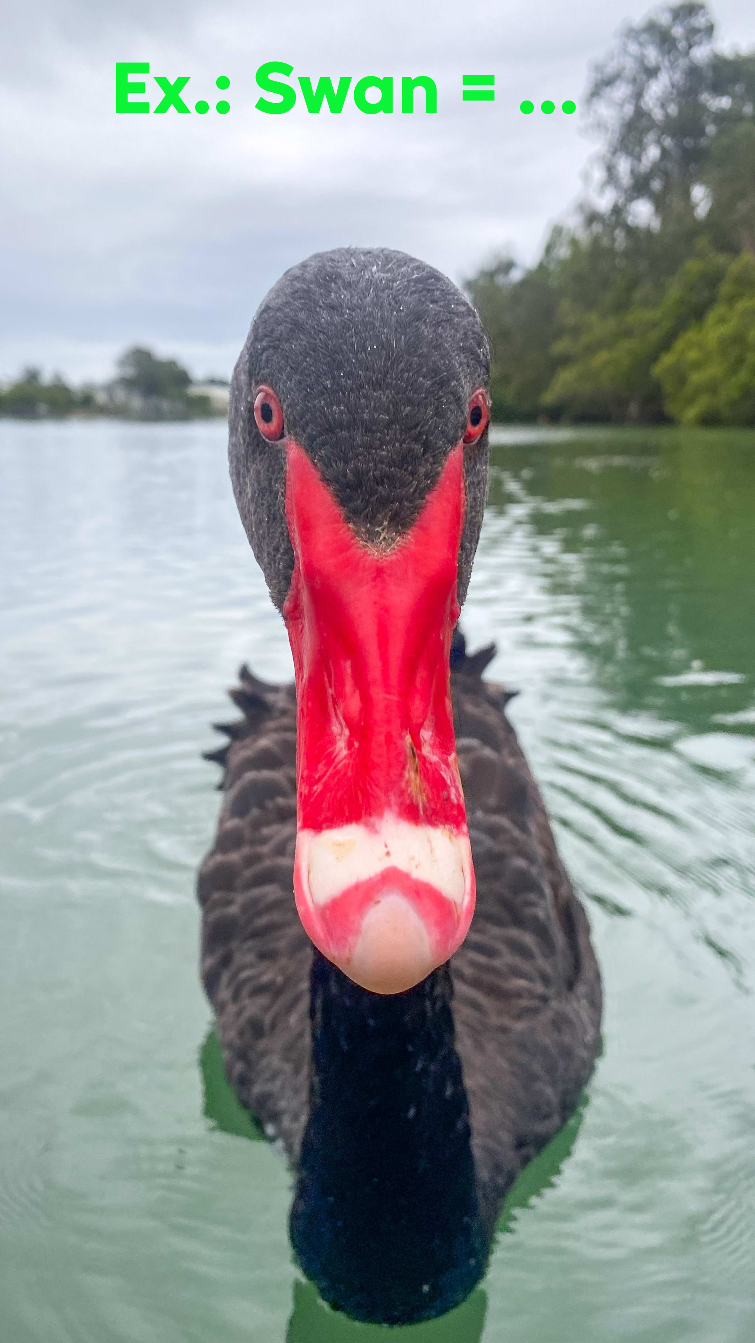 swan.1