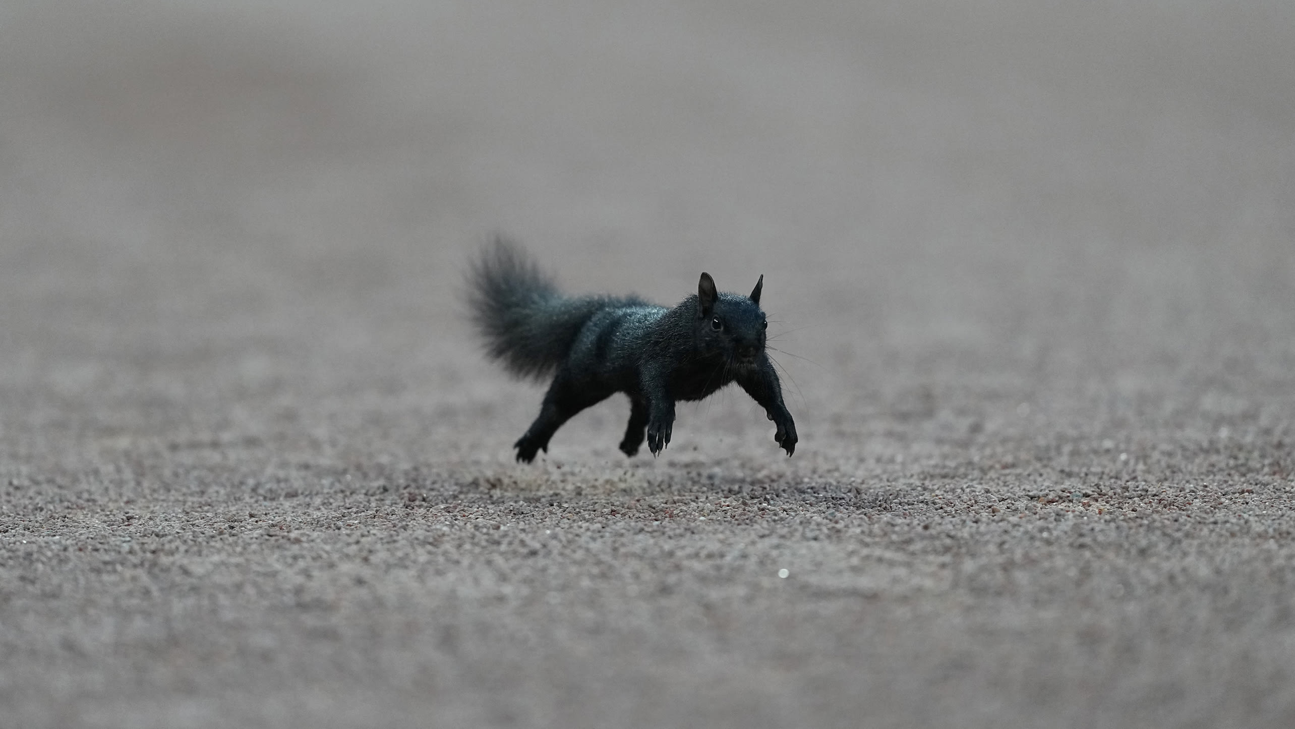 A black squirrel runs on the warning track