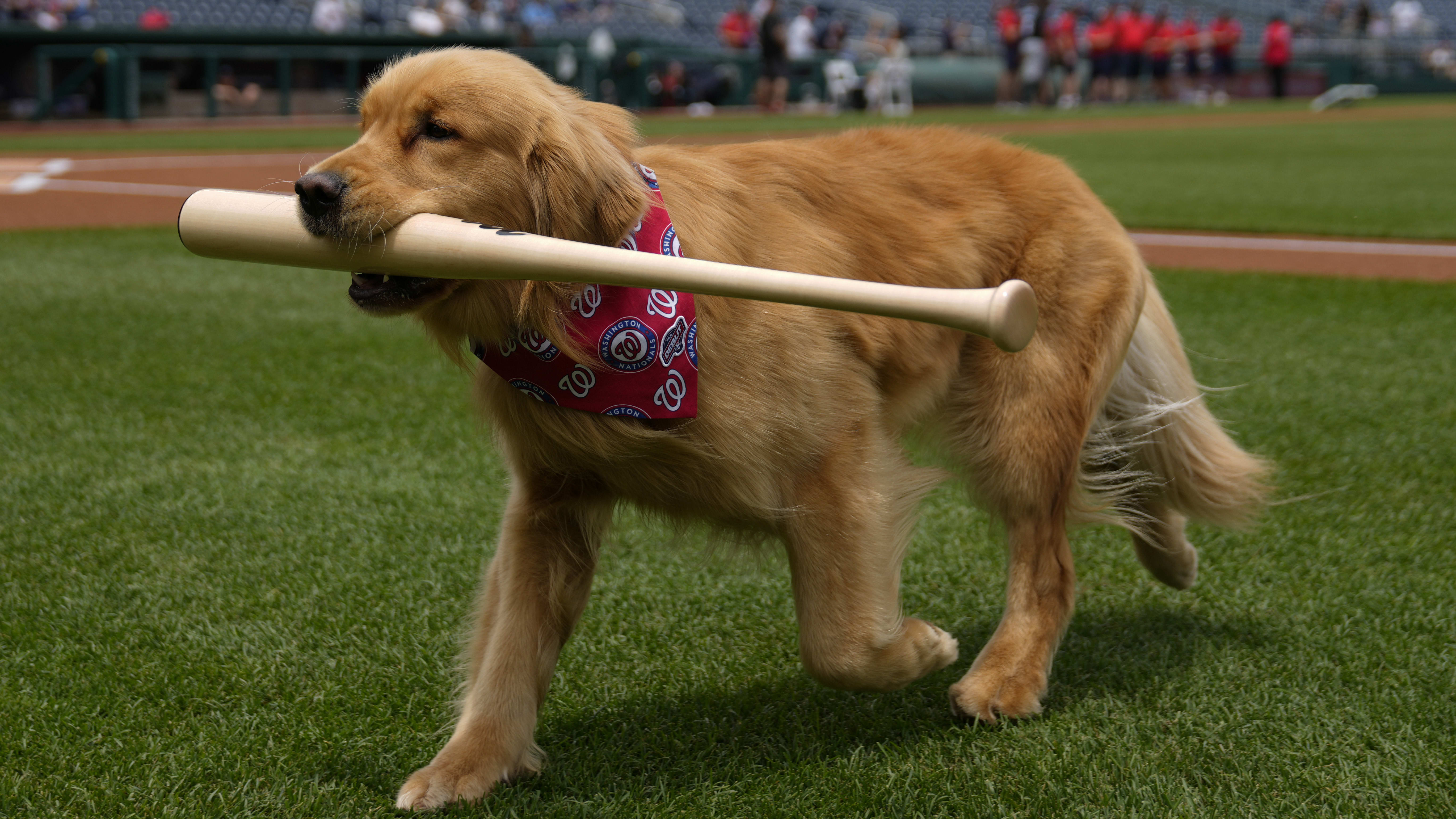 Bruce the Batdog carries a bat in his mouth