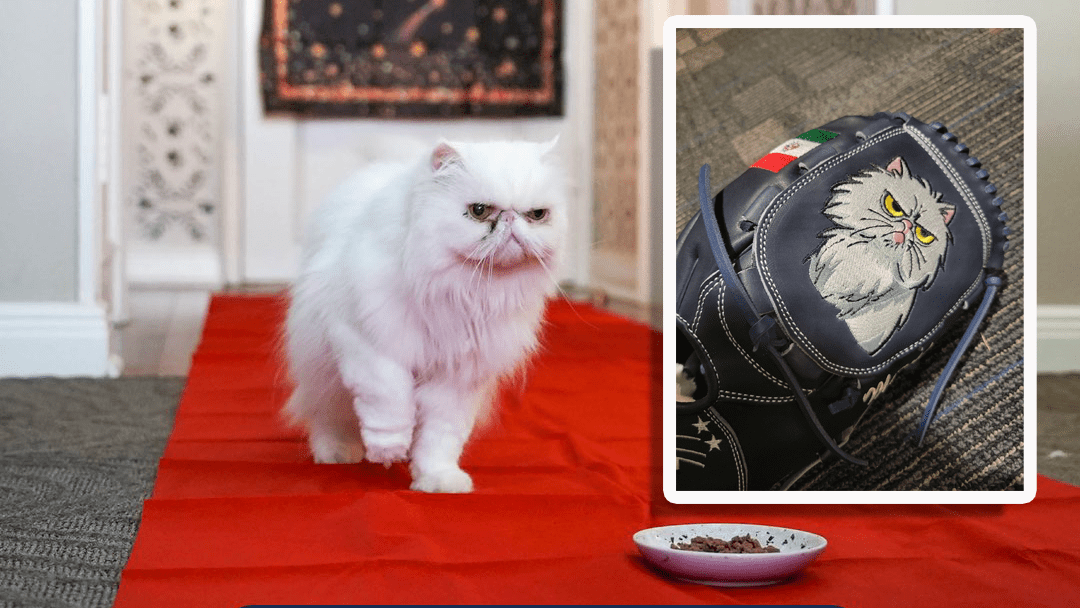 Andrés Muñoz's white Persian cat, with an inset of his glove that has her likeness