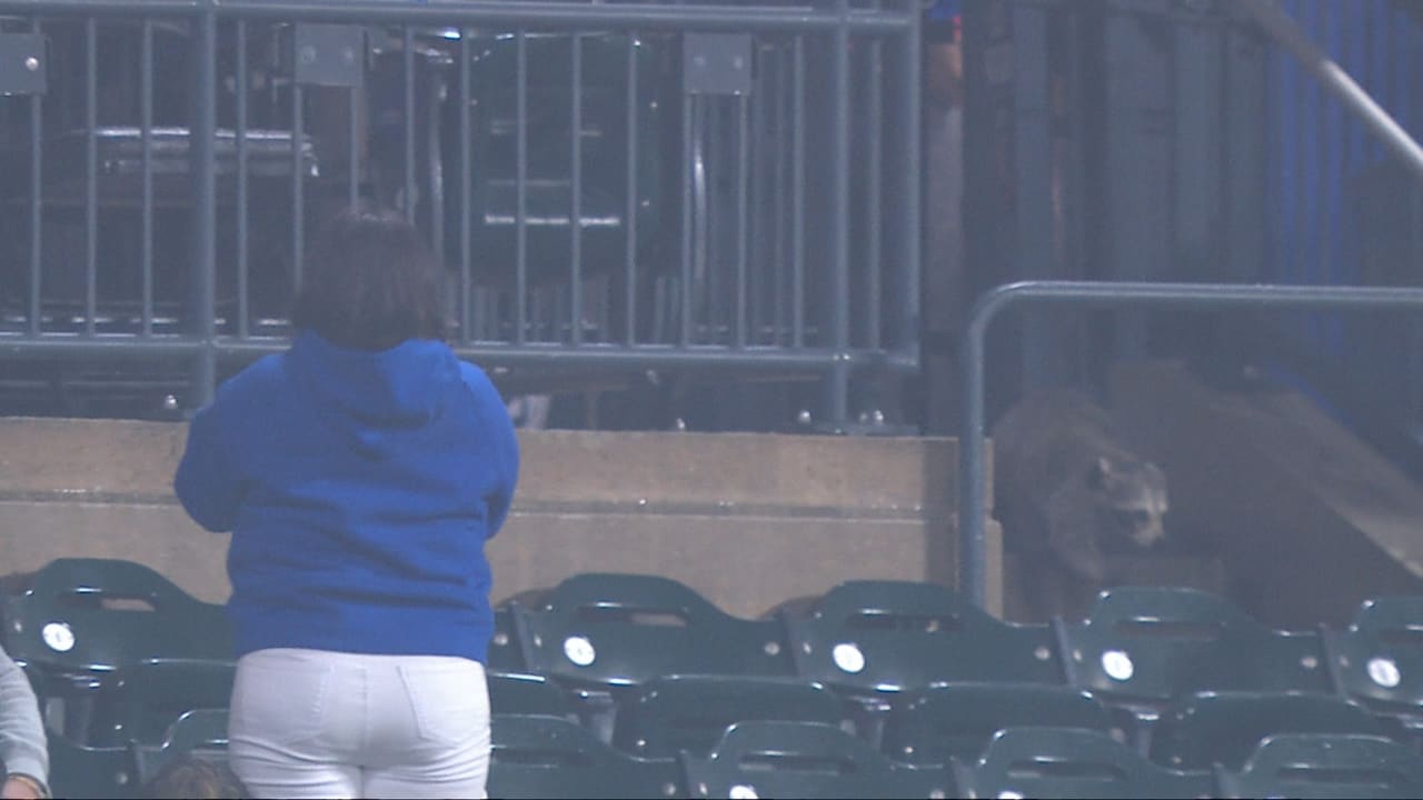 A raccoon in the stands at Citi Field