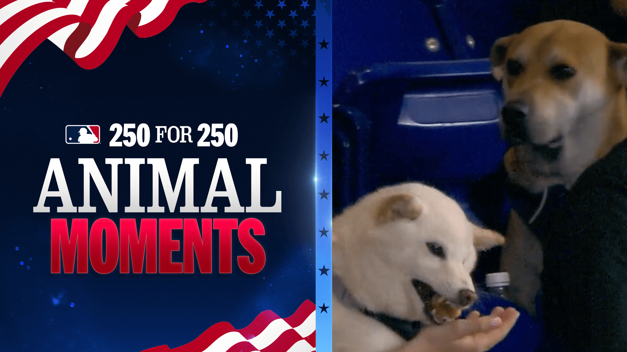 Text reading '250 for 250 Animal Moments' with a screen grab of a dog watching another dog eat