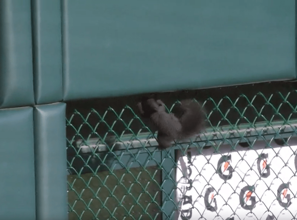For a brief moment last night, all eyes in Detroit were on this critter