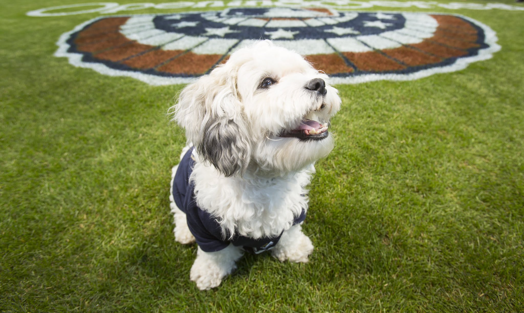 The Brewers' ballpark pup, Hank the Dog, was a very good boy