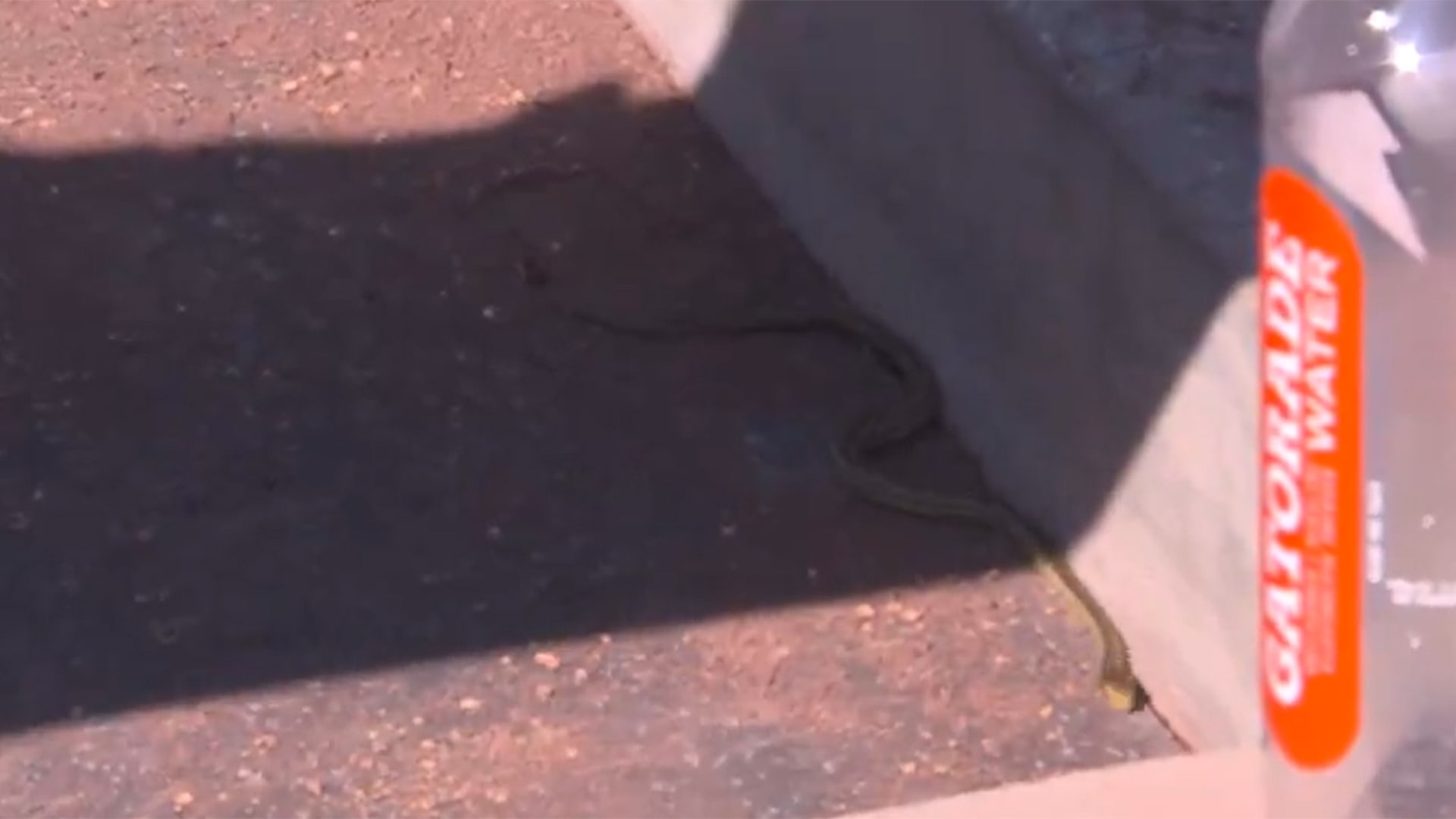 A snake on the steps of the Dodgers dugout