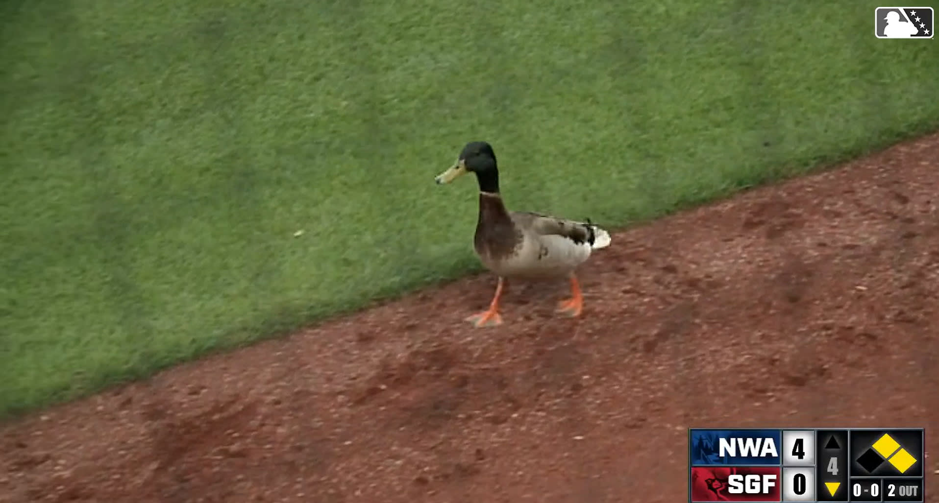 This duck didn't pay for its ticket and was therefore ejected