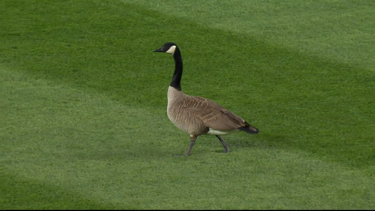 A goose struts across Wrigley Field