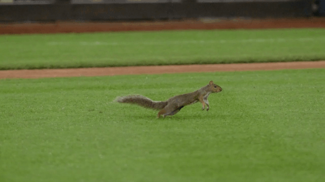 An animated gif of a squirrel running in slow motion on the infield grass