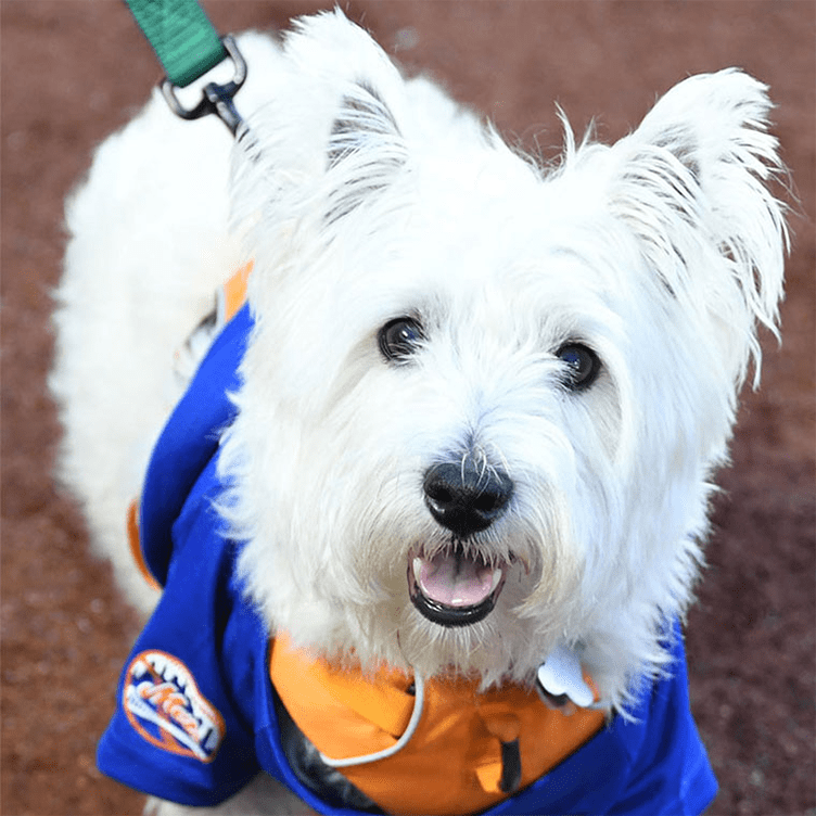 Special Event Ticket Required - Bark At The Park