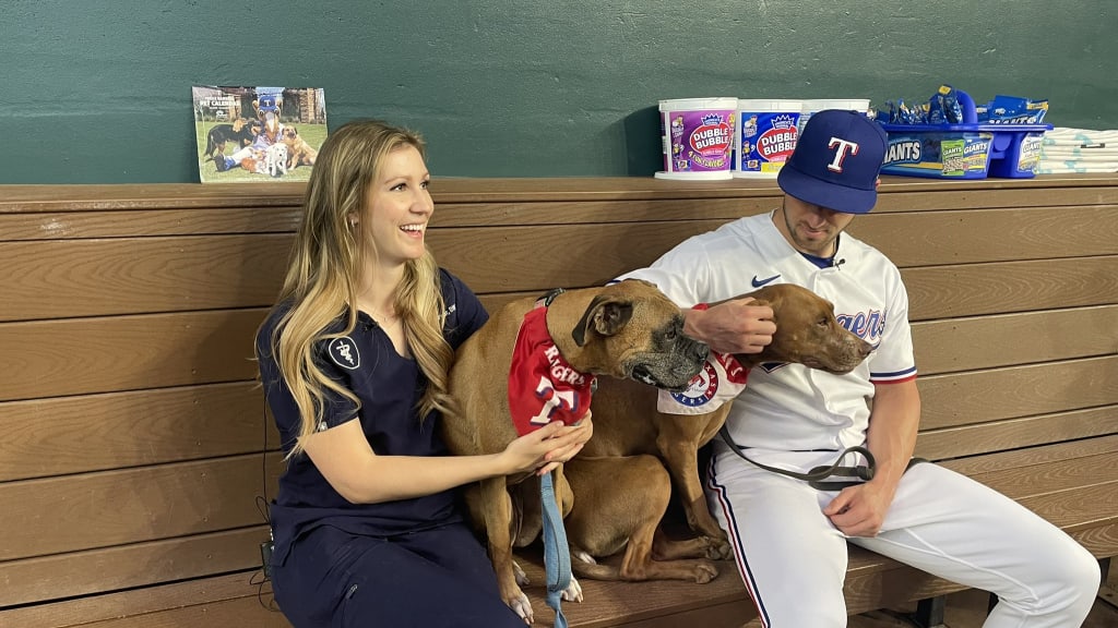 Texas Rangers Dog Bandana 